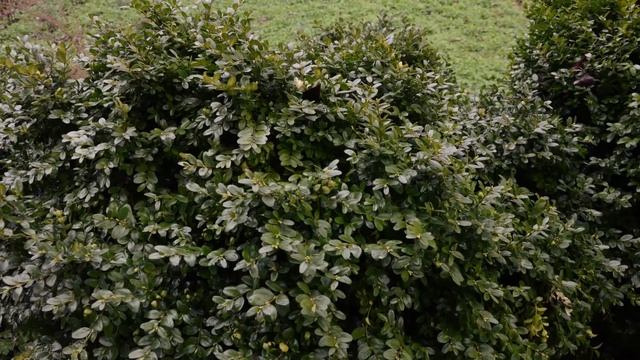 Улцерозен колит смотреть онлайн