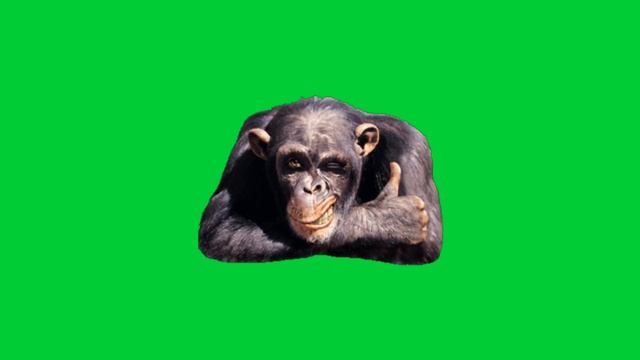 Обезьяна футаж. Monkey green screen. Футаж обезьяны. Monkey green screen. Monkey green screen.
