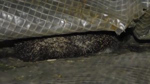 Обыкновенный еж (Erinaceus europaeus)