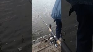 Быковка вот как надо рыбу ловить и отпускать