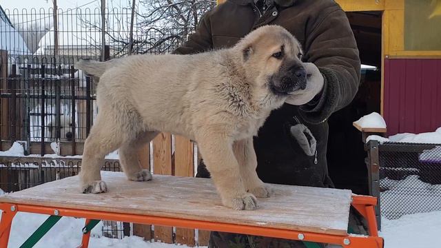 алабай среднеазиатскаяовчарка из питомника АЗ Марал