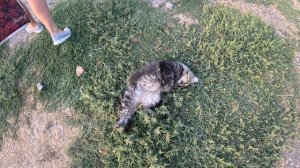 Главный по крепости