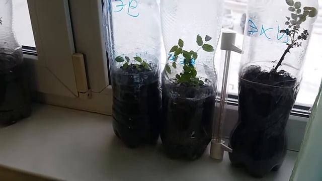 Черенкование роз осенью. Содержание зимой в квартире. смотреть онлайн