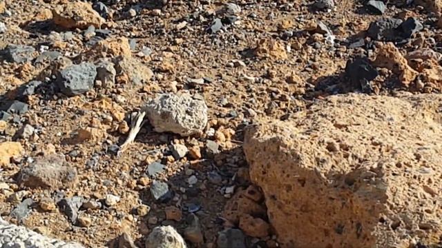 Поход в El Puertito к черепахам смотреть онлайн