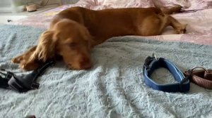 Обзор на Амуницию☺️