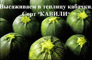 Высаживаем кабачки в теплицу.Кабачки рассадным методом. Сорт"Кавили"