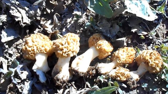 весна богата грибами смотреть онлайн