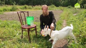 Приучаем козлёнка к миске