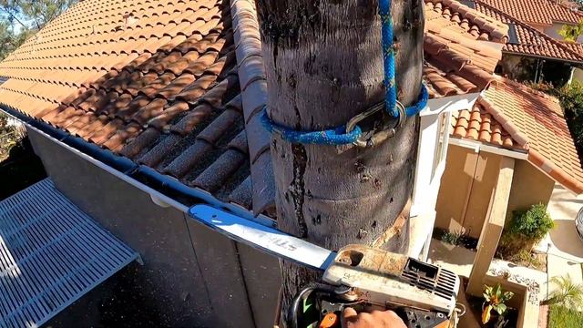 Derribo de palma reina con polea i descolgada #👍 смотреть онлайн