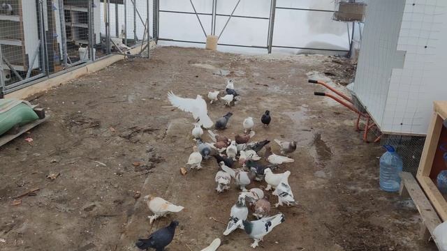 Голуби сильным треском и боем ! (Армянская бойная порода смотреть онлайн