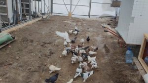 Голуби сильным треском  и боем ! (Армянская бойная порода