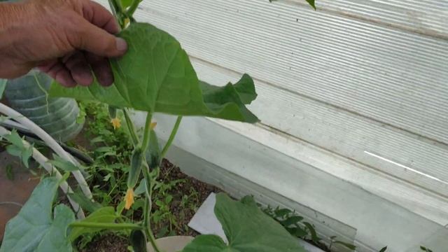 Что творится у опытного садовода??? Помидоры в теплице: Краса Сибири, Король крупных, Санька…. смотреть онлайн