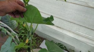 Что творится у опытного садовода???  Помидоры в теплице: Краса Сибири, Король крупных, Санька….