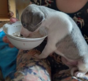 Щенки уиппета племенного питомника EDELEN.