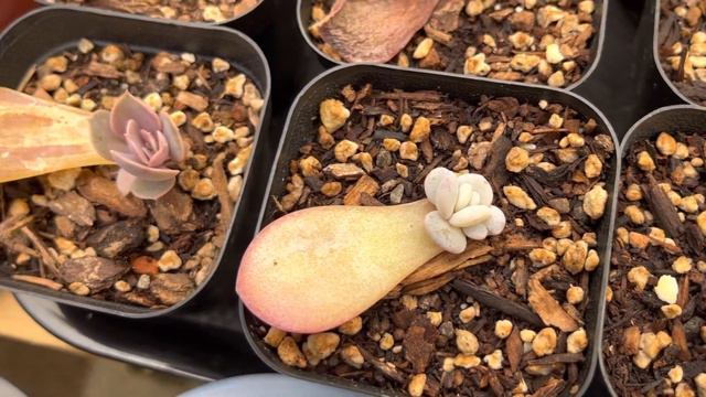 #467 PROPAGATION SUCCULENTS FROM LEAVES | NHÂN GIỐNG SEN ĐÁ BẰNG LÁ | 다육식물 | 多肉植物 | Suculentas смотреть онлайн