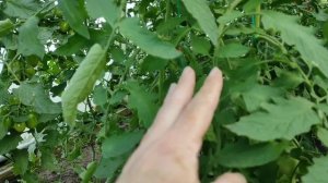 Томат который первым начал созревать в теплице. Сорт Японка.