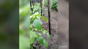 Как вывести мокрицу с огорода.Влог, болтаем.