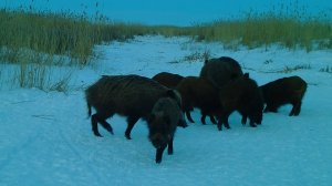 Кабаны устроили потасовку в тишине «Светлинского» заказника.