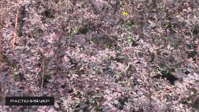 Барбарис оттавский Аурикома / Барбарис посадка и уход