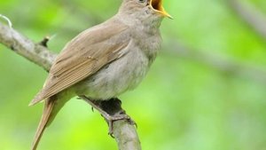 Видеоролик "Это всё Россия"