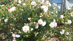 The Generous Gardener Роза Д. Остина клаймбер.