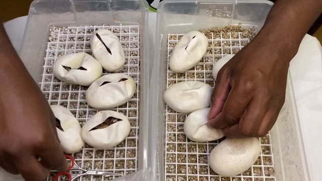 Ball Python Egg Cutting: Monarch G-Stripe x Leopard Pastel