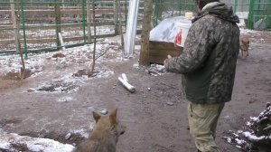 СТАТУС В СТАЕ ВОЛКОВ, КАК ЕГО ЗАСЛУЖИТЬ И УДЕРЖАТЬ! Смоленские волки, в лес не смотрят