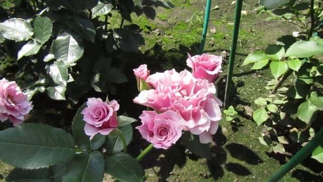 Мой Розовый Сад 2021г. Небольшой обзор сада. Конец Июля. смотреть онлайн