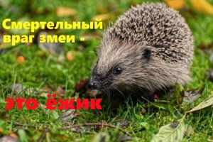 Истории про животных.  Ёжик уничтожил змеиное логово. Интересные истории. Аудио рассказы.