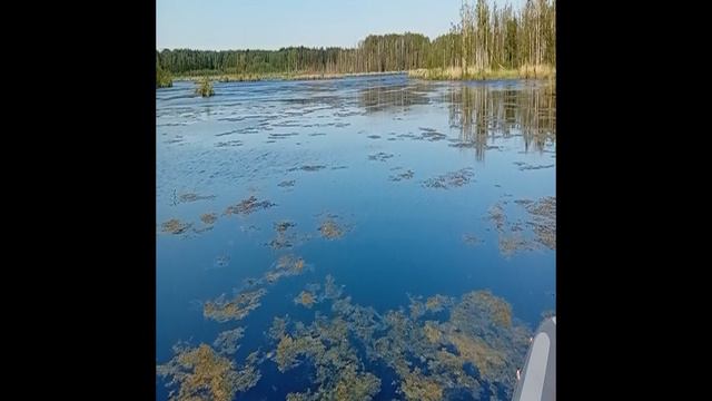болото