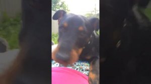 Ягдтерьер Чубака 8 месяцев