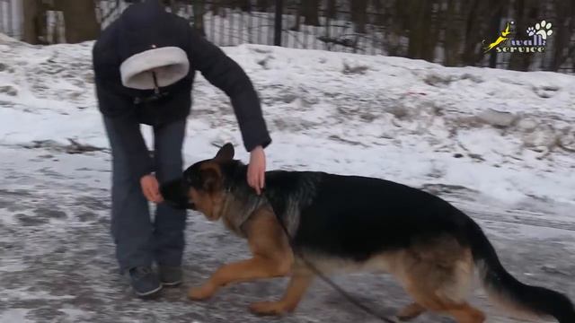 Дрессировка немецкой овчарки, команда обход смотреть онлайн