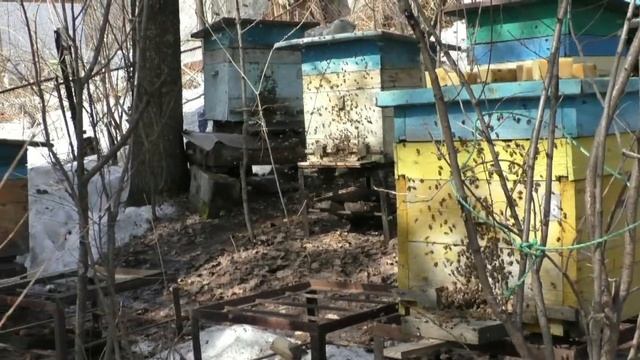 Когда лучше весной выставлять пчел и что еще сделать смотреть онлайн