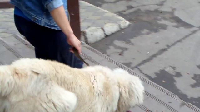 Дрессировка щенка кавказской овчарки. Работа над ошибками или Не мешайте собаке ошибаться. смотреть онлайн