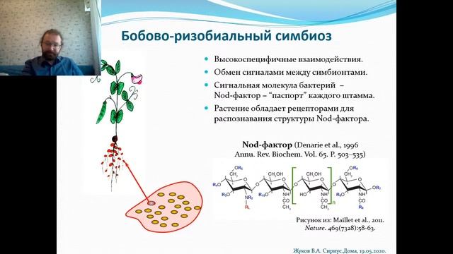 Сириус.Дома: Как клубеньковые бактерии дополняют геном бобовых растений смотреть онлайн