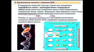Биохимия за 3 лекции. Статическая биохимия (часть 2)