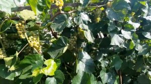 Технический белый виноград в Тамбове на 22.08.2021г.