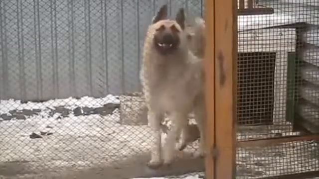 Овчарка танцует💵 смотреть онлайн