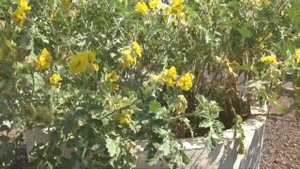 Паслен колючий (Solanum rostratum Dun.)