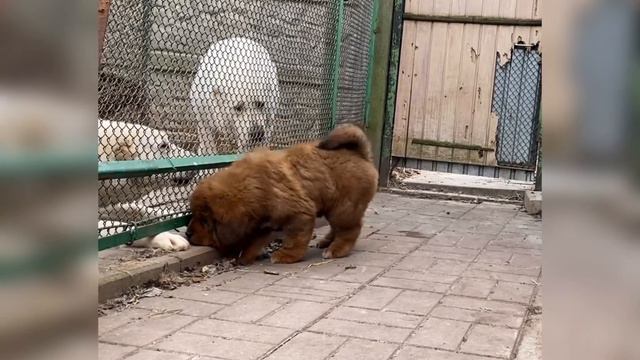 Щенок тибетского мастифа, 2 месяца 100% Китай смотреть онлайн