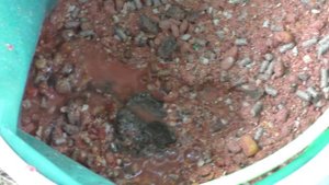 Каша-ассорти для рыбалки. Белый амур , карп и  толстолобы