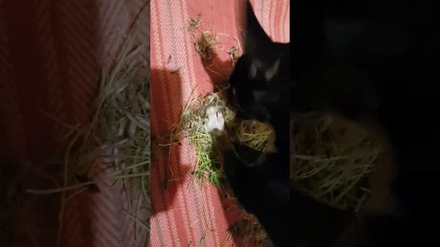 Собака Мики ест траву