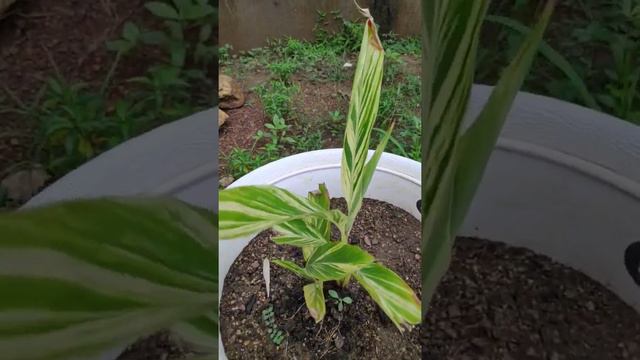 Alpinia zerumbet commonly known as shell ginger is a perennial species of ginger native to Asia