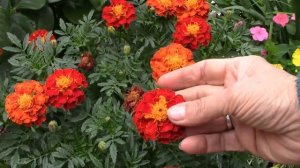 Бархатцы.  Неприхотливые однолетние цветы для сада !