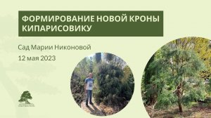 Обрезка кипарисовика, Андрей Дарусенков