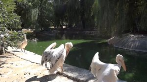 Great white pelican?Pelecanus onocrotalus✅Розовый пеликан