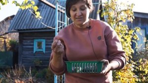 ГИАЦИНТЫ | СЕКРЕТЫ ПОСАДКИ