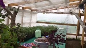 Теплица из стрейч пленки