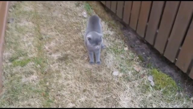 Кот ругаеться на хозяйку смотреть онлайн