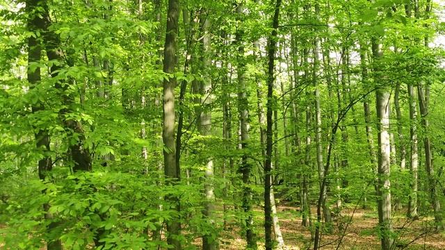 #Природа и #Птицы Украины: #Скворцы в Лесу и Птичье Пенье - #Birds Video for Cats and Dogs 4K TV. смотреть онлайн